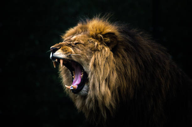 Satan is like a roaring lion seeking whom to devour